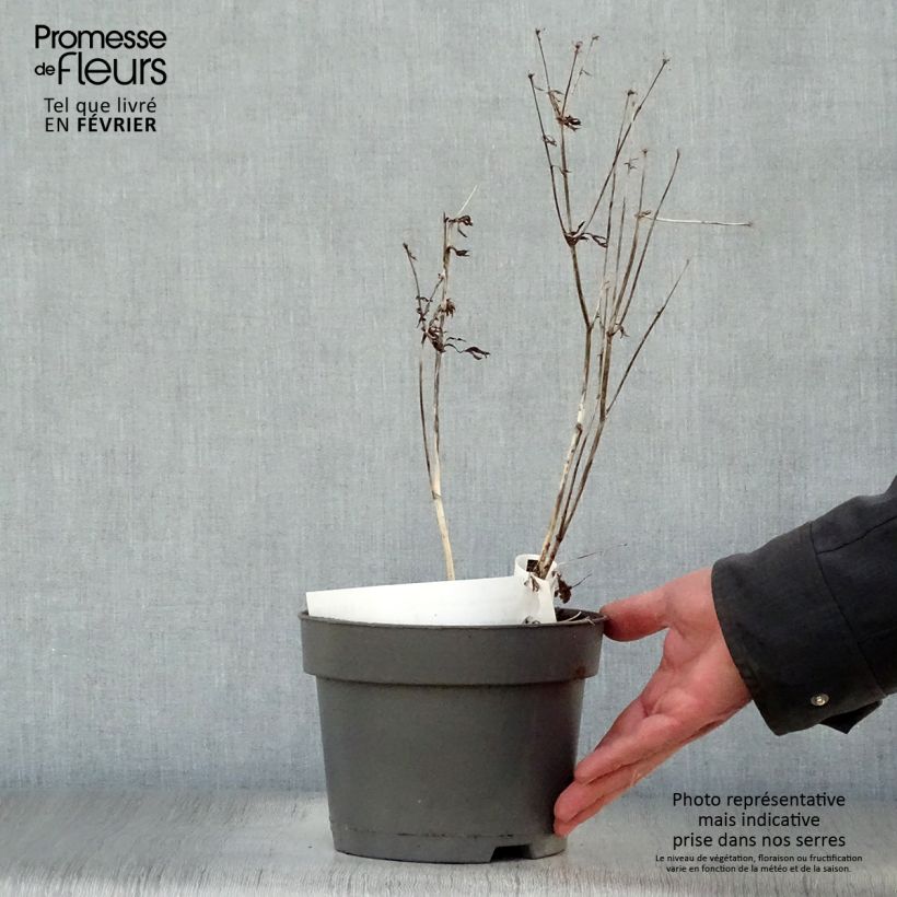Spécimen de Astrance - Astrantia Star of Billion Pot de 2L/3L tel que livré en hiver