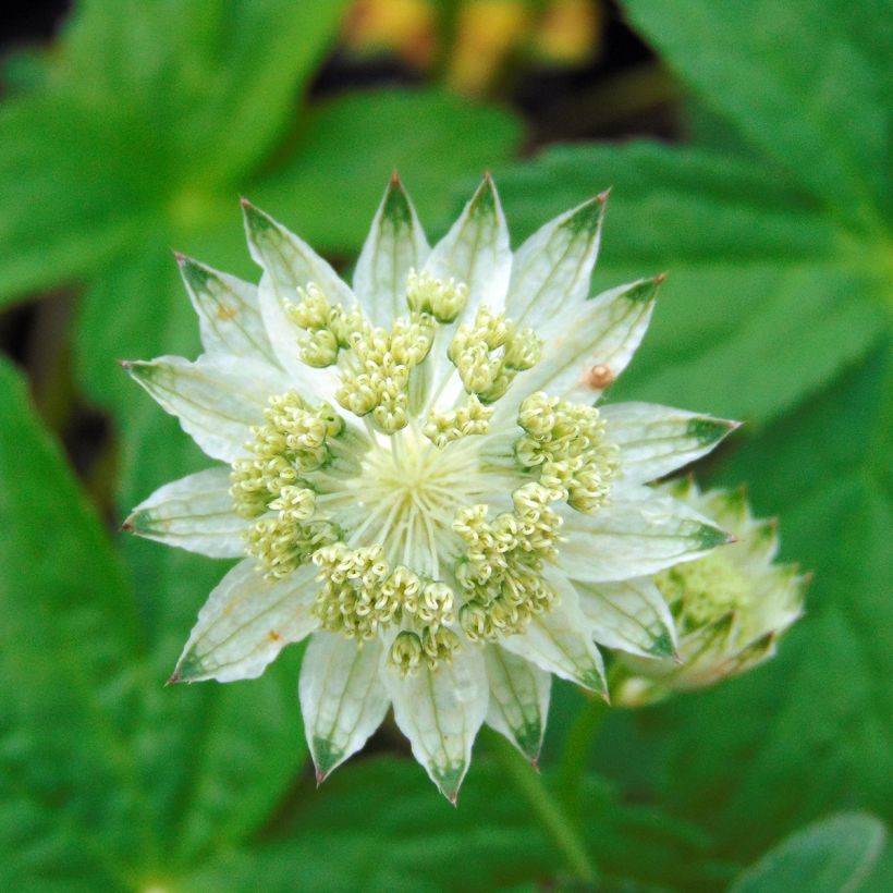 Astrance - Astrantia major Alba (White) (Floraison)