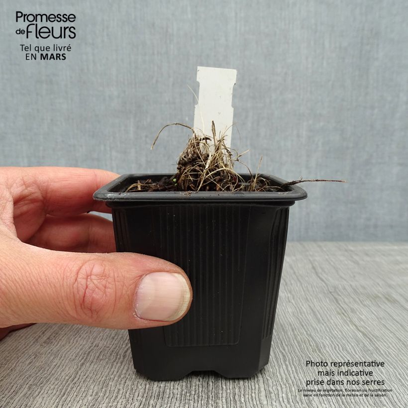 Spécimen de Astrance - Astrantia major Alba (White) Godet de 8/9 cm tel que livré au printemps