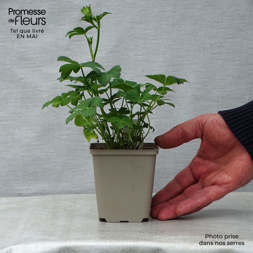 Spécimen de Astrance - Astrantia major Buckland Godet de 8/9 cm tel que livré au printemps