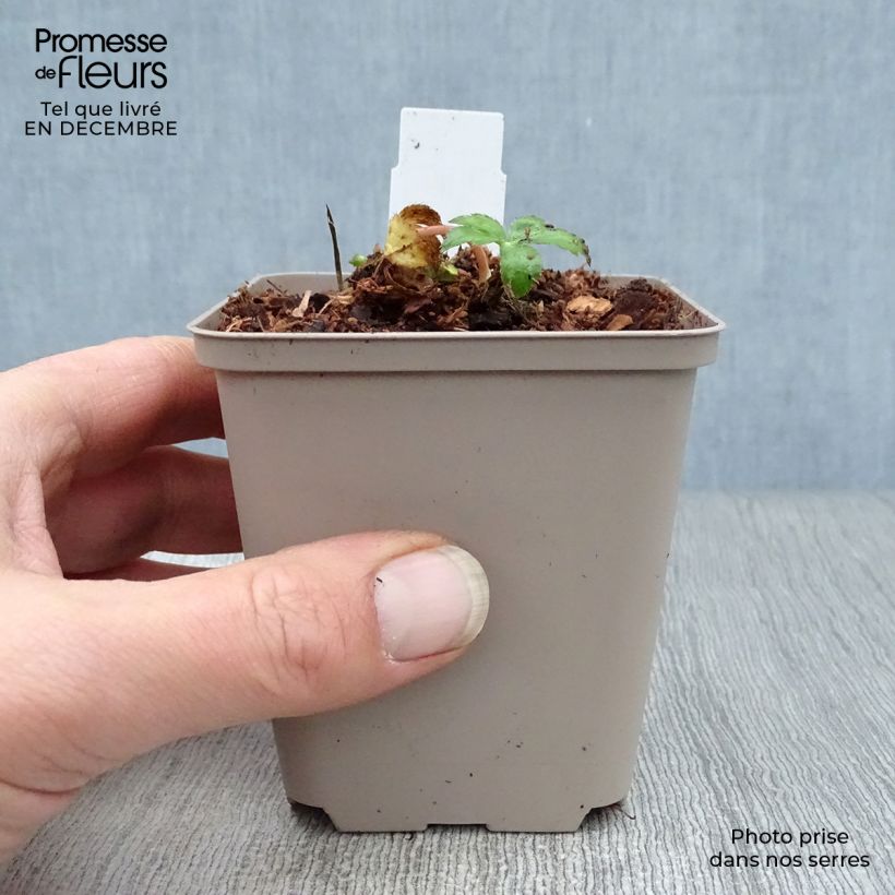 Spécimen de Astrance - Astrantia major Buckland Godet de 8/9 cm tel que livré en hiver