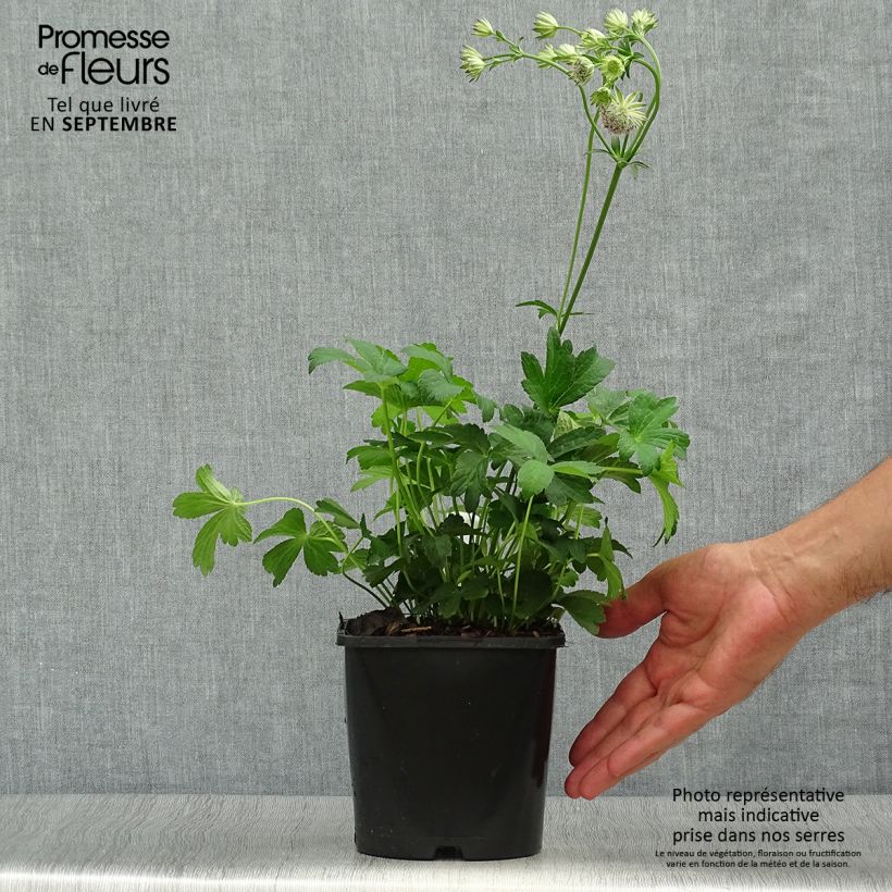 Spécimen de Astrance - Astrantia major Buckland Pot de 2L/3L tel que livré en automne