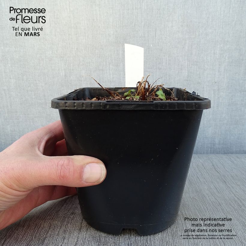 Spécimen de Astrance - Astrantia major Buckland Pot de 2L/3L tel que livré en hiver