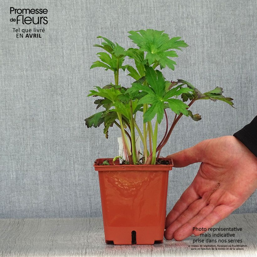 Spécimen de Astrance - Astrantia major Burgundy Manor Pot de 1L/1,5L tel que livré au printemps