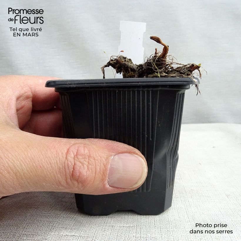 Spécimen de Astrance - Astrantia major Claret Godet de 8/9 cm tel que livré en hiver