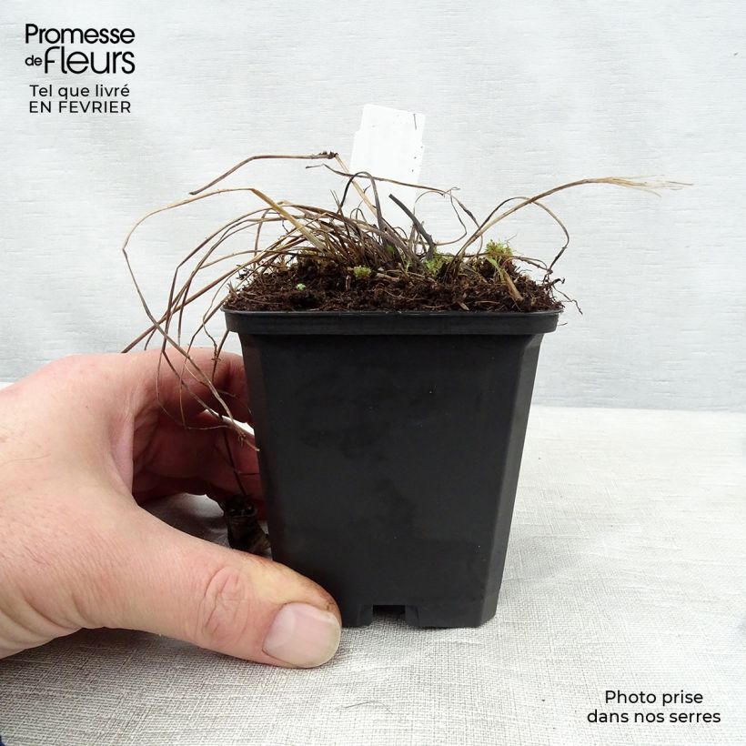 Spécimen de Astrance - Astrantia major Florence Godet de 8/9 cm tel que livré en hiver