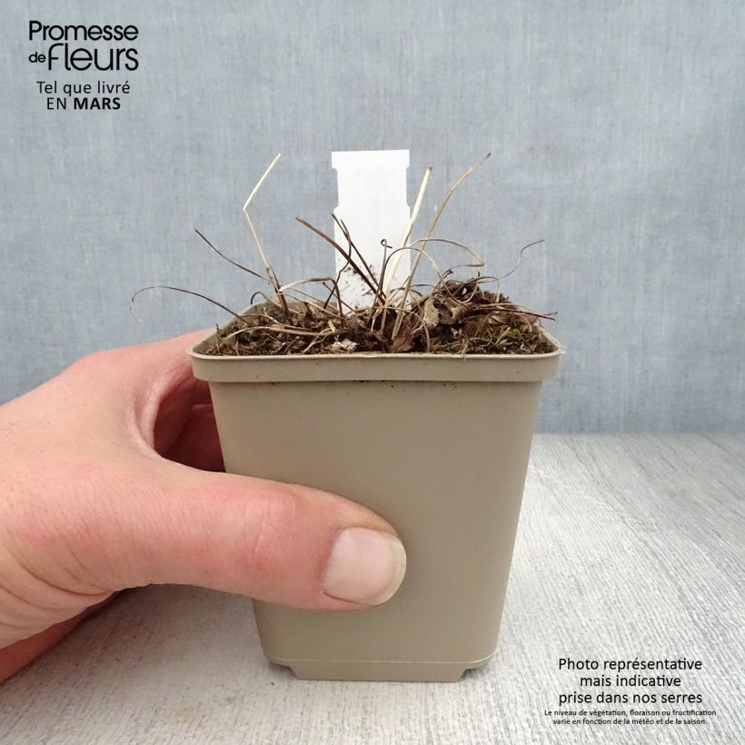 Spécimen de Astrance - Astrantia major Florence Godet de 8/9 cm tel que livré au printemps