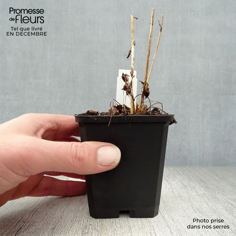 Spécimen de Astrance - Astrantia major Moulin Rouge Godet de 8/9 cm tel que livré en hiver