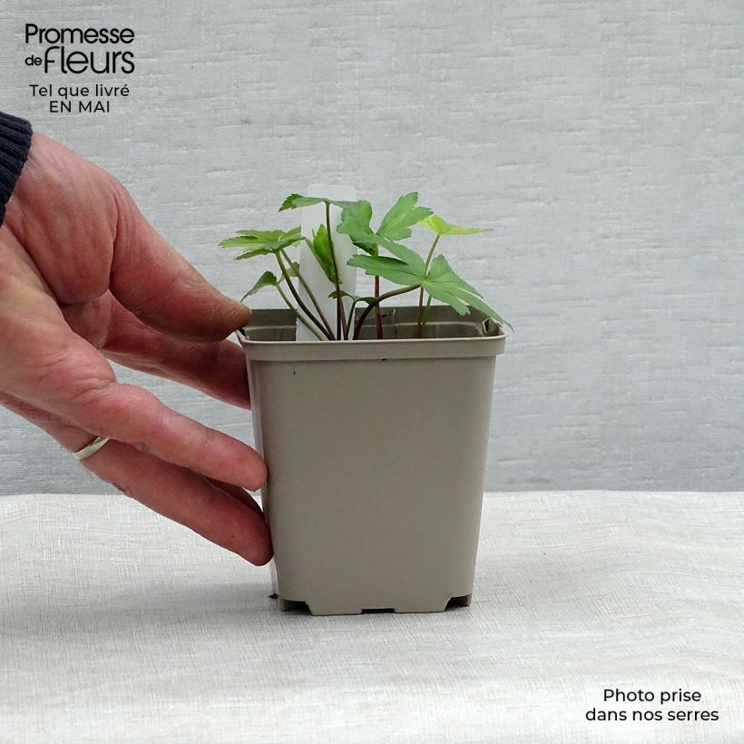 Astrantia major Pink Pride Vasetto da 8/9 cm esemplare consegnato in primavera