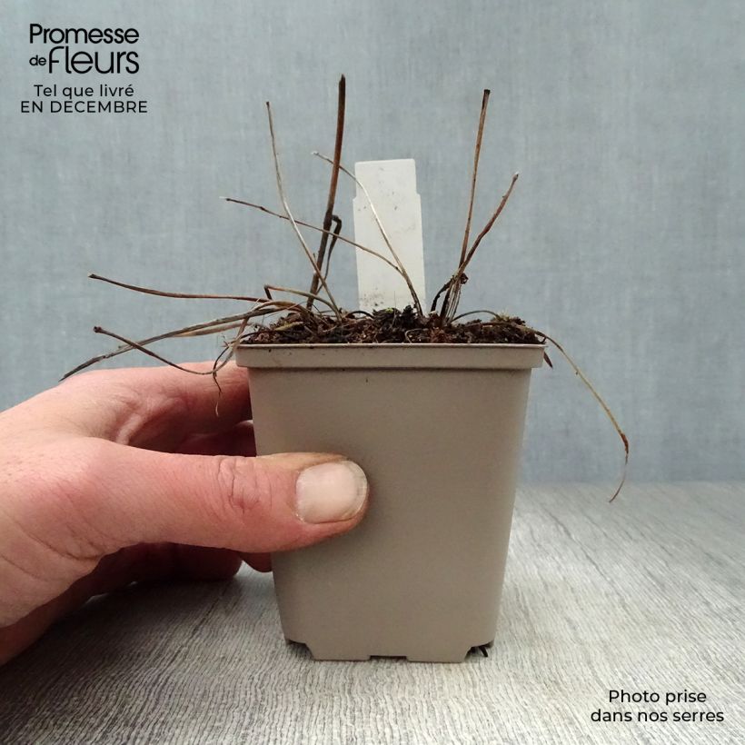 Spécimen de Astrance - Astrantia major Pink Pride Godet de 8/9 cm tel que livré en hiver