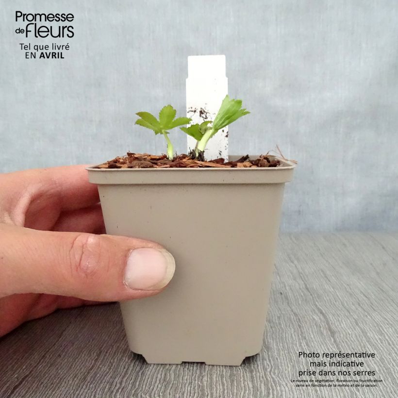 Astrantia major 'Pink Sensation'  8/9 cm pot sample as delivered in spring