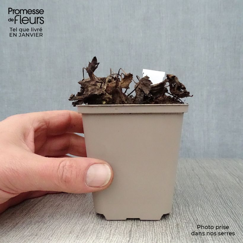 Spécimen de Astrance - Astrantia major Primadonna Godet de 8/9 cm tel que livré en hiver