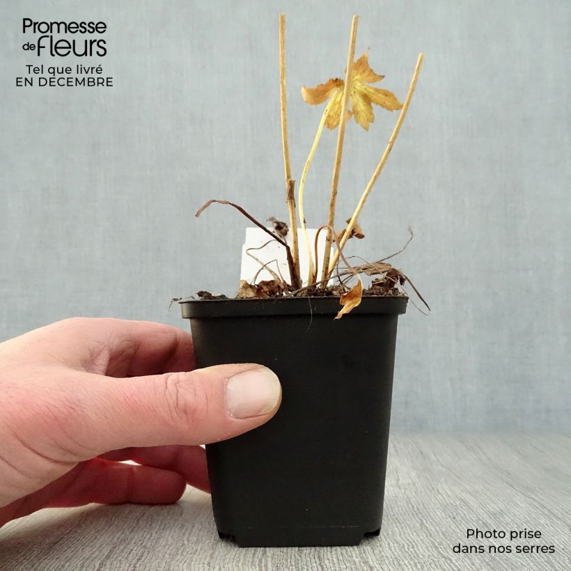 Spécimen de Astrance - Astrantia major Roma Godet de 8/9 cm tel que livré en hiver