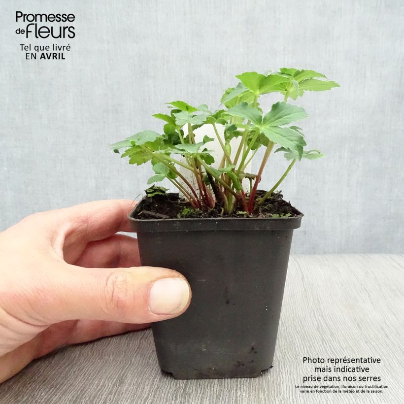 Amostra de Astrância-maior Roma - Astrantia major Vaso de 8/9 cm tal como entregue na primavera