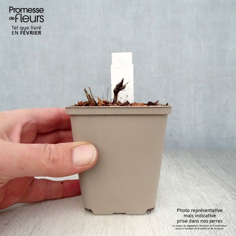 Spécimen de Astrance - Astrantia major Rosea Godet de 8/9 cm tel que livré en hiver