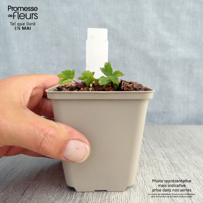 Amostra de Astrância-maior Rosea - Astrantia major Vaso de 8/9 cm tal como entregue na primavera