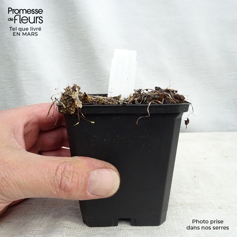 Amostra de Astrância-maior Rosensinfonie - Astrantia major Vaso de 8/9 cm tal como entregue na primavera