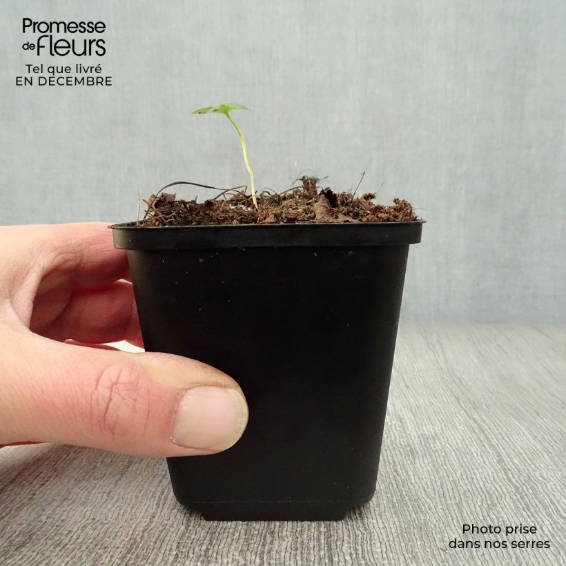 Spécimen de Astrance - Astrantia major Rubra Godet de 8/9 cm tel que livré en hiver