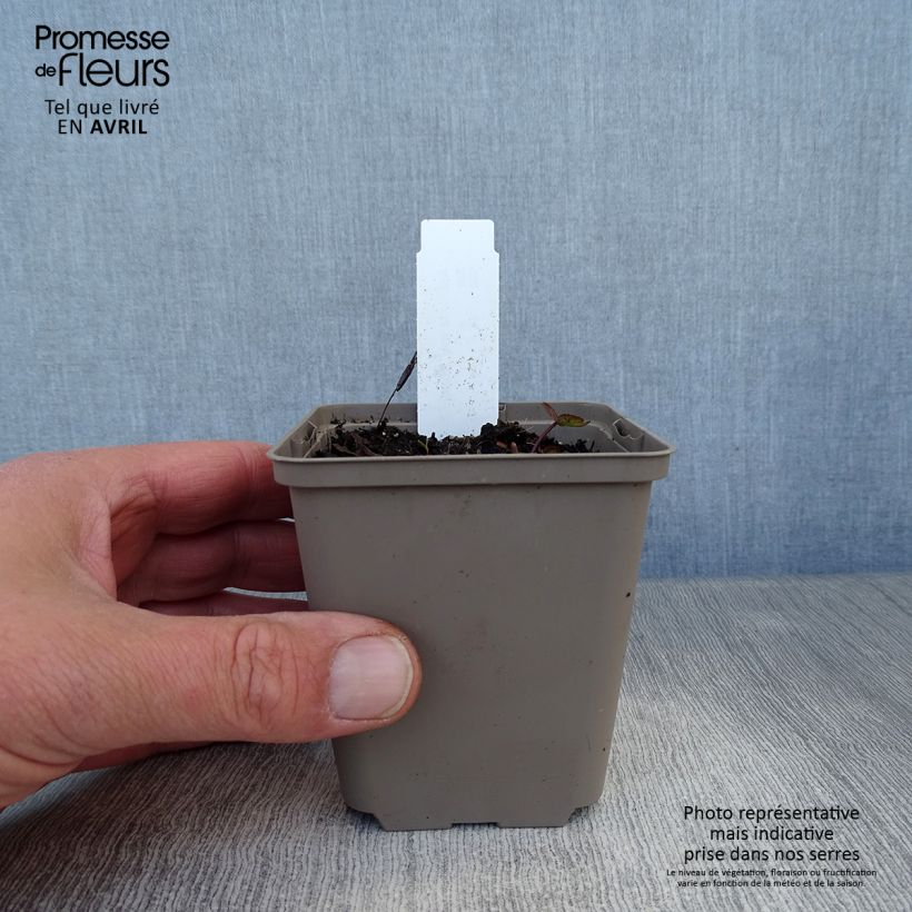 Spécimen de Astrance - Astrantia major Ruby Cloud Godet de 8/9 cm tel que livré au printemps