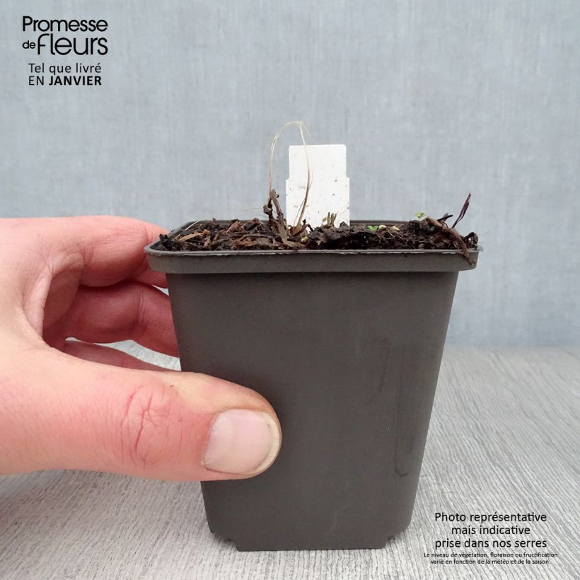 Spécimen de Astrance - Astrantia major Ruby Wedding Godet de 8/9 cm tel que livré en hiver