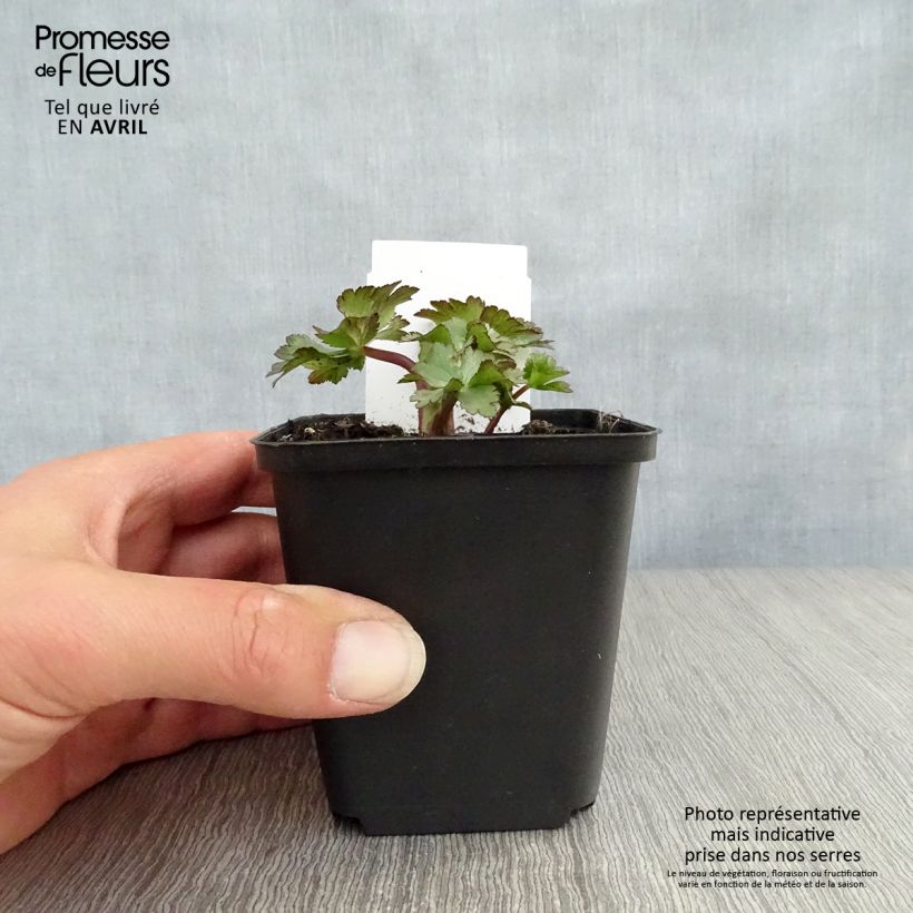 Spécimen de Astrance - Astrantia major Ruby Wedding Godet de 8/9 cm tel que livré au printemps