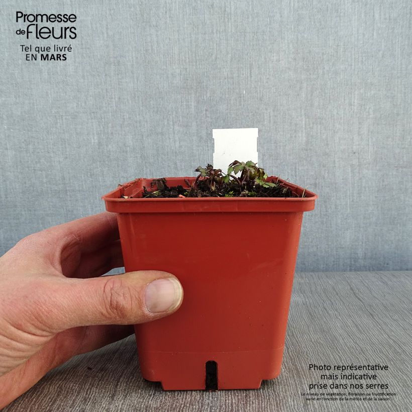 Spécimen de Astrance - Astrantia major Ruby Wedding Pot de 1L/1,5L tel que livré en hiver