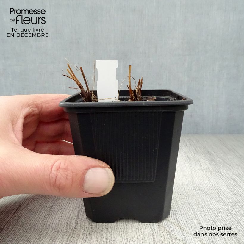 Spécimen de Astrance - Astrantia major Shaggy Godet de 8/9 cm tel que livré en hiver