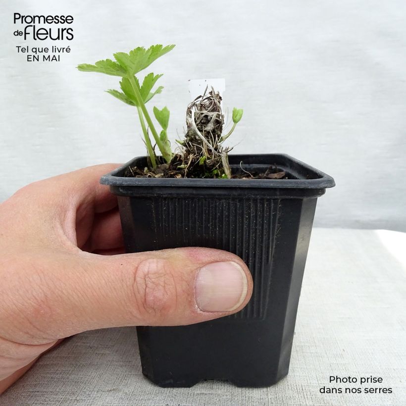 Spécimen de Astrance - Astrantia major Shaggy Godet de 8/9 cm tel que livré au printemps