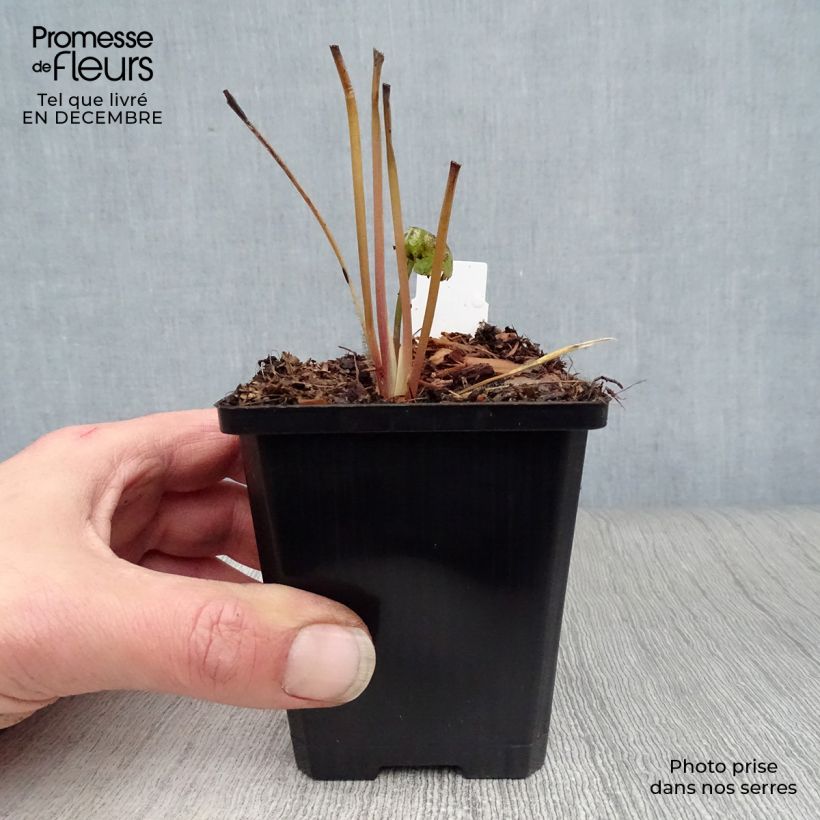 Spécimen de Astrance - Astrantia major Star of Beauty Godet de 8/9 cm tel que livré en hiver