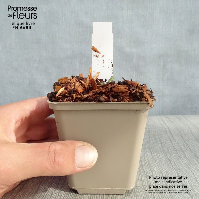 Spécimen de Astrance - Astrantia major Star of Beauty Godet de 8/9 cm tel que livré au printemps