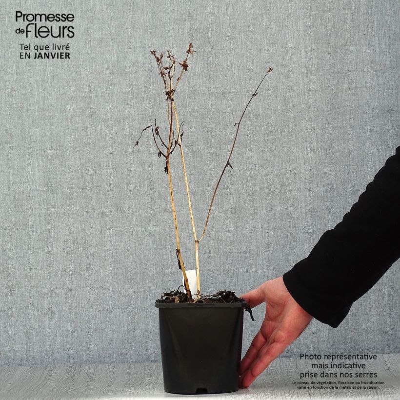 Spécimen de Astrance - Astrantia major Star of Beauty Pot de 1,5L/2L tel que livré en hiver