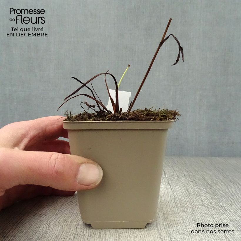 Spécimen de Astrance - Astrantia major Star of Passion Godet de 8/9 cm tel que livré en hiver