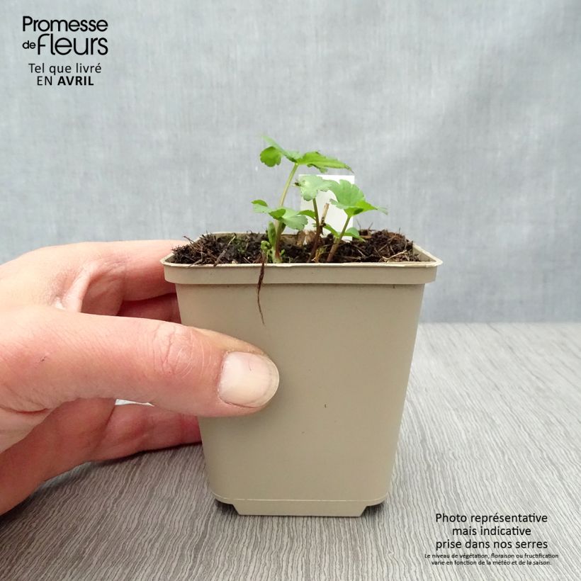 Spécimen de Astrance - Astrantia major Star of Passion Godet de 8/9 cm tel que livré au printemps