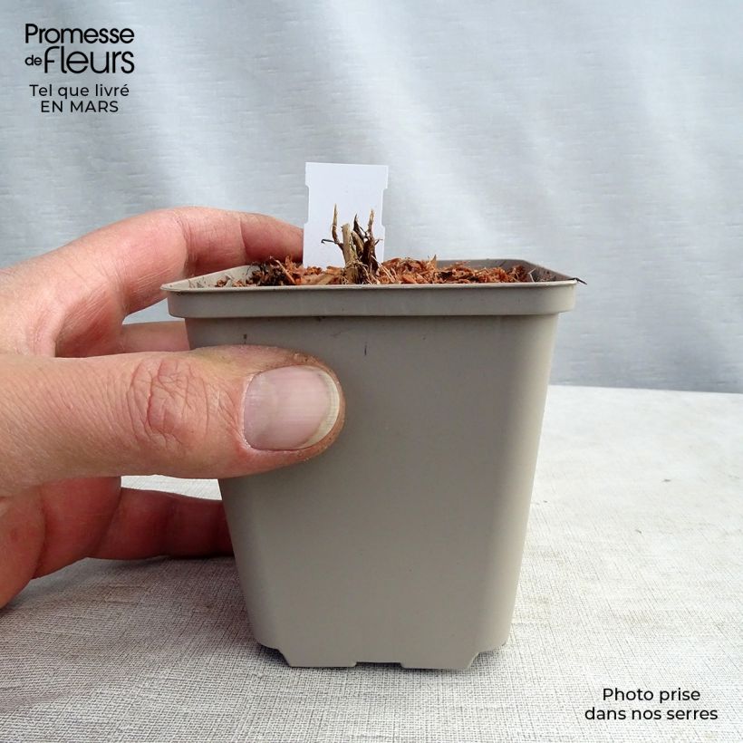 Spécimen de Astrance - Astrantia major White Giant Godet de 8/9 cm tel que livré au printemps