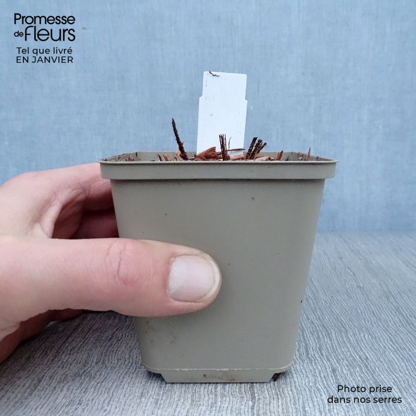 Spécimen de Astrance - Astrantia maxima Godet de 8/9 cm tel que livré en hiver