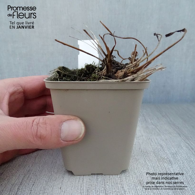 Spécimen de Astrance Major Venice Godet de 8/9 cm tel que livré en hiver