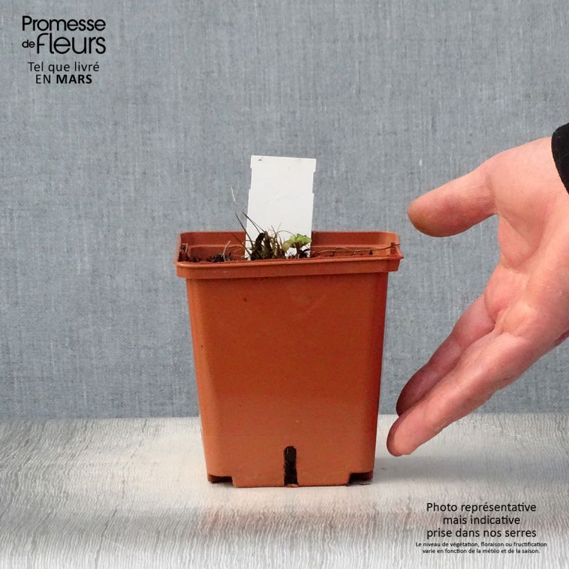 Spécimen de Astrance Major Venice Pot de 1,5L/2L tel que livré au printemps