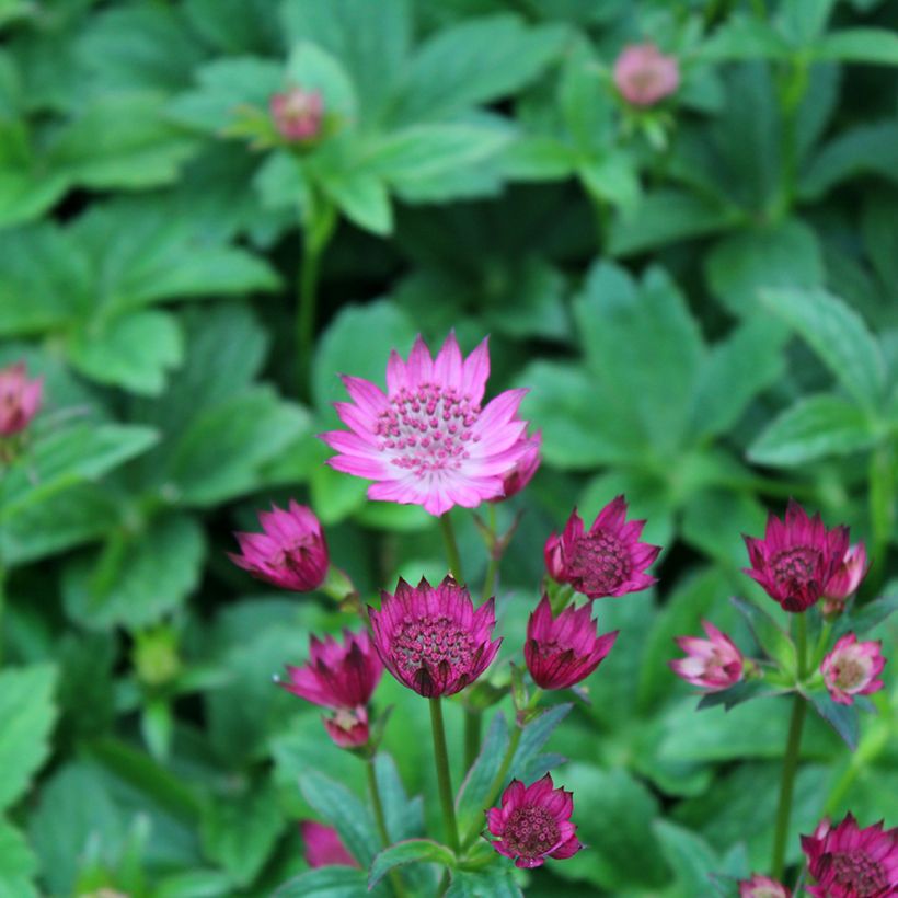 Astrance Major Venice (Floraison)
