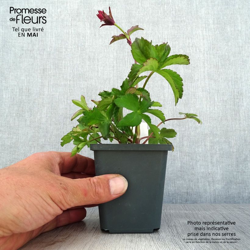 Spécimen de Astrantia major Cerise Button - Grande astrance Godet de 8/9 cm tel que livré au printemps