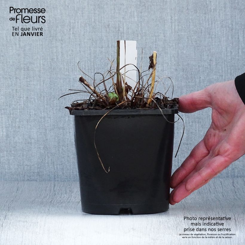 Spécimen de Astrantia major Cerise Button - Grande astrance Pot de 2L/3L tel que livré en hiver