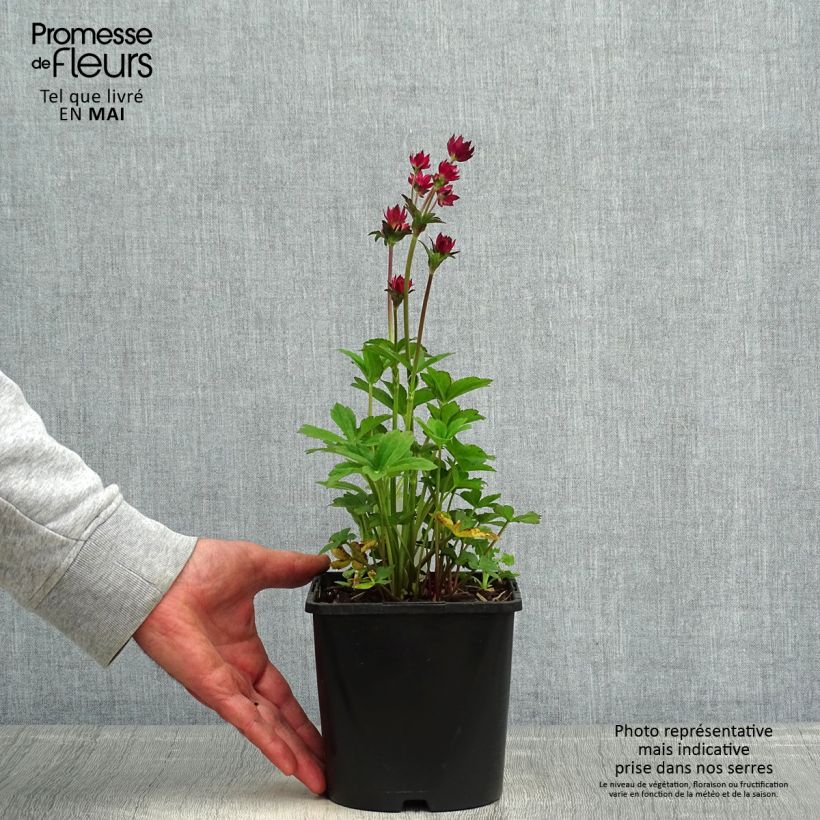 Spécimen de Astrantia major Cerise Button - Grande astrance Pot de 2L/3L tel que livré au printemps