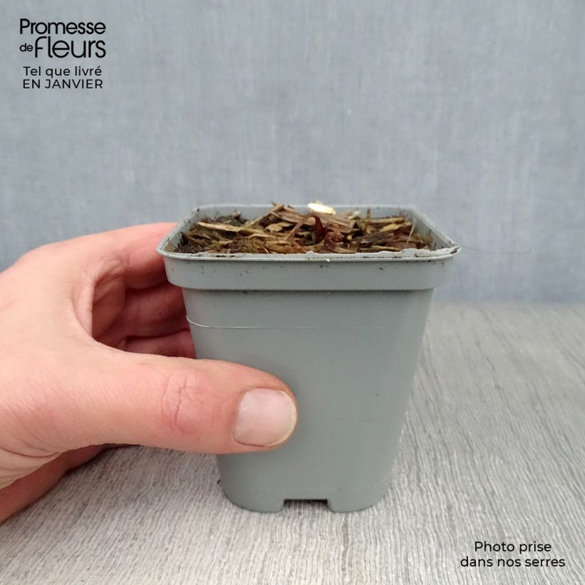 Spécimen de Astrantia major - Grande Astrance  Godet de 8/9 cm tel que livré en hiver