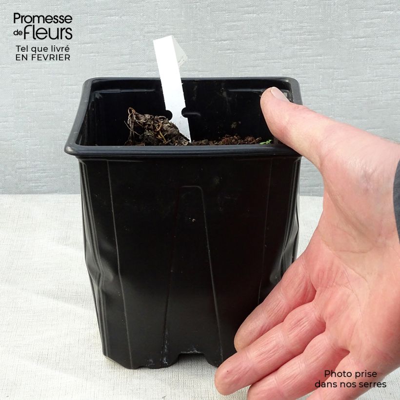 Spécimen de Astrantia major - Grande Astrance  Pot de 2L/3L tel que livré en hiver