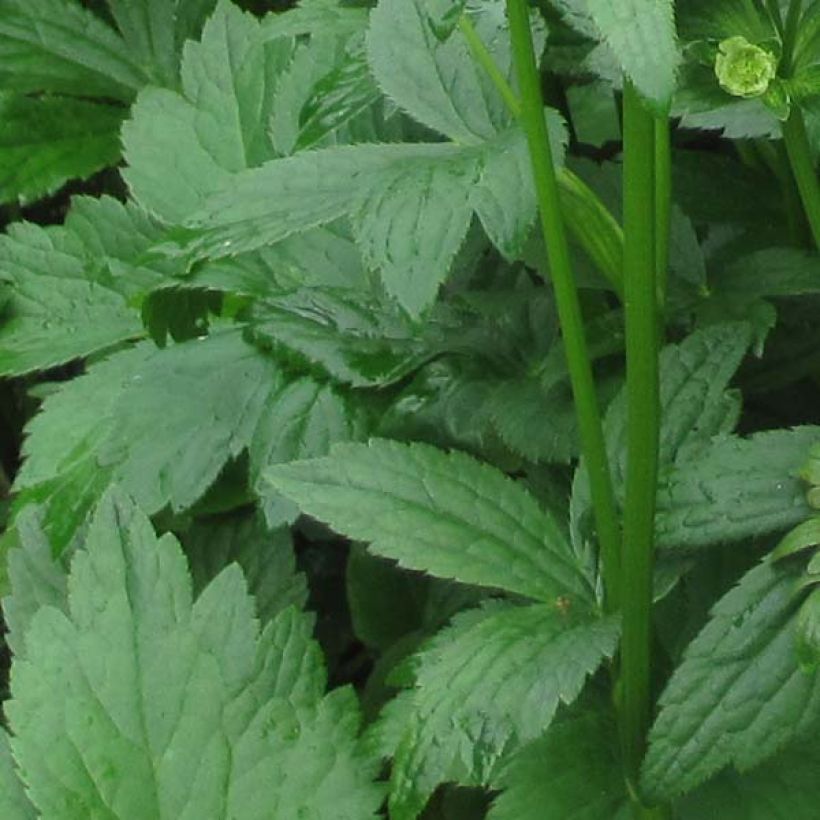 Astrantia major Washfield - Grande astrance (Feuillage)