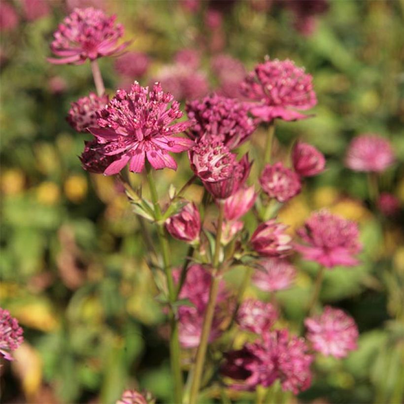 Astrantia major Washfield - Grande astrance (Floraison)