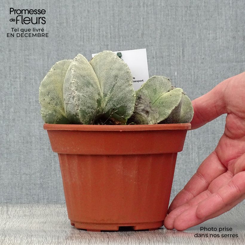 Spécimen de Astrophytum myriostigma - Bonnet d'evêque Pot de 12 cm / 13 cm tel que livré en hiver