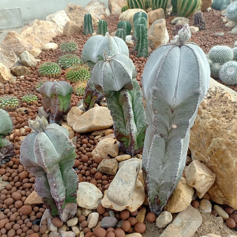 Astrophytum myriostigma - Bonnet d'evêque (Port)