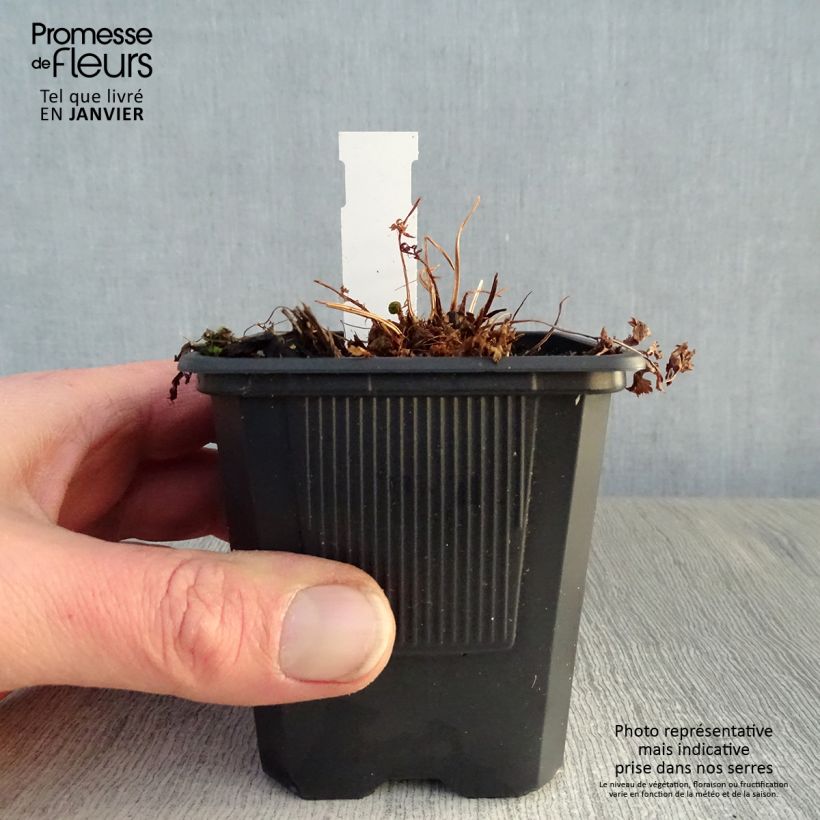 Spécimen de Athyrium filix-femina - Fougère femelle Godet de 8/9 cm tel que livré en hiver