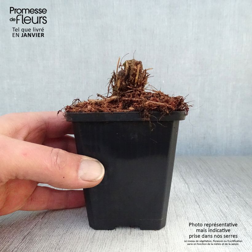 Spécimen de Athyrium filix-femina Lady in Red - Fougère femelle Godet de 8/9 cm tel que livré en hiver