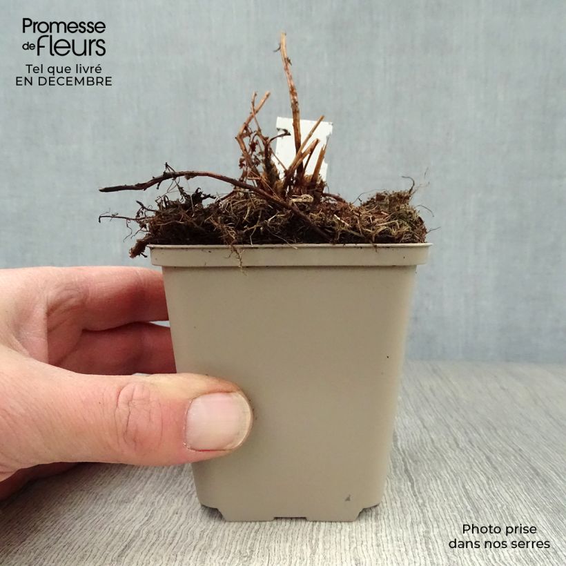 Spécimen de Athyrium filix-femina Victoriae - Fougère femelle Victoriae Godet de 8/9 cm tel que livré en hiver